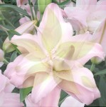 LILIA PEŁNA LOTUS QUEEN 18/20