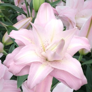 LILIA PEŁNA LOTUS QUEEN 18/20