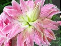 Lilia Pełna  Lotus Elegance ( Nowość).jpg