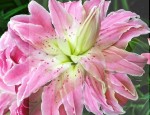 LILIA PEŁNA LOTUS ELEGANCE 18/20 