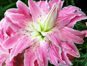 LILIA PEŁNA LOTUS ELEGANCE 18/20 