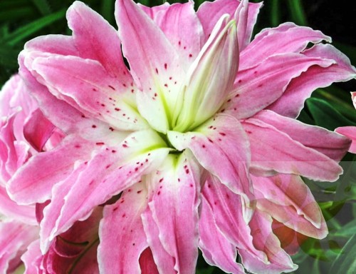Lilia Pełna  Lotus Elegance ( Nowość).jpg
