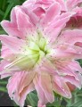 Lilia Pełna  Lotus Elegance ( Nowość).jpg