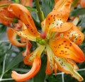 Lilium-Must-See_.jpg