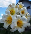 White Planet Liliowe Ogrody.jpg