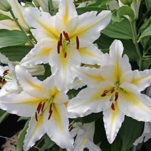 LILIA ORIENTALNA BAFERRARI  18/20 