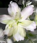 Lilie Pełna Lotus Beauty 