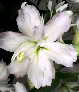 Lilie Pełna Lotus Beauty 