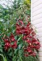 Lilia Trygrysia Red Velvet ( Nowość).jpg