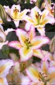 primrose_hill 11.jpg