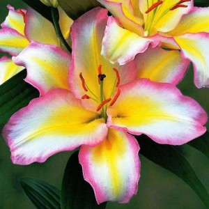 Lilia Orientalna Primrose Hill 20/22 