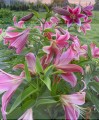 Purple Prince Big Lily.jpg
