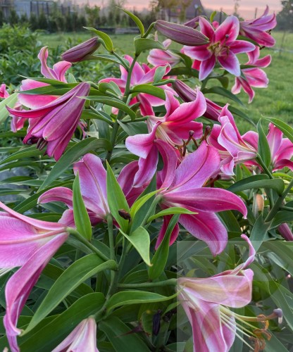Purple Prince Big Lily.jpg