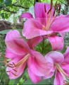 Purple Pricne Big Lily 2.jpg
