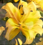 LILIA PEŁNA EXOTIC SUN 22/24 XXL 