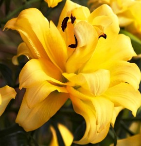 LILIA PEŁNA EXOTIC SUN 22/24 XXL 