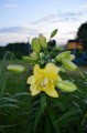 Exotic Sun Big Lily.JPG