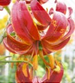 Lilia Kolekcjonerska Claude Shride -Big Lily.jpg