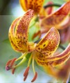 martagon-lily-Sunny-morning_ BIG.jpg