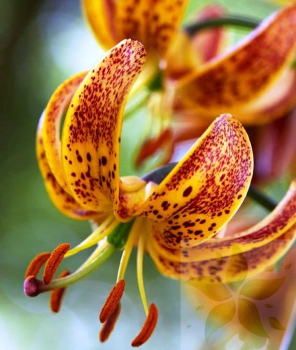 martagon-lily-Sunny-morning_ BIG.jpg