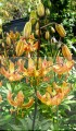 Sunny Morning - BIG lILY.jpg