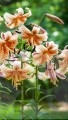 Tiger Babies - Big Lily.jpg