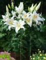Baferrari - Big.jpg