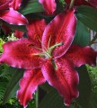 Gomera - Big Lily.jpg