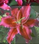 Lilia Orientalna Gomera 18/20 