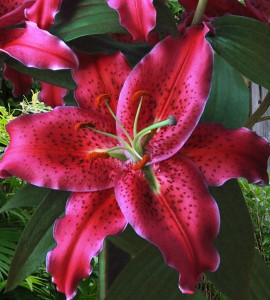 Lilia Orientalna Gomera 18/20 