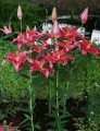 Gomera- Big Lily 2.jpg