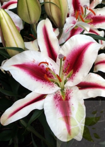Hachi - Big Lily 1.jpg