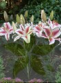 Hachi - Big Lily.jpg