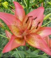 Trogon- Big Lily.jpg