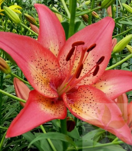 Trogon- Big Lily.jpg