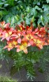 Forever Linda Big Lily 2.jpg