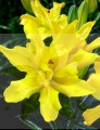 Tomos Big Lily 1.jpg