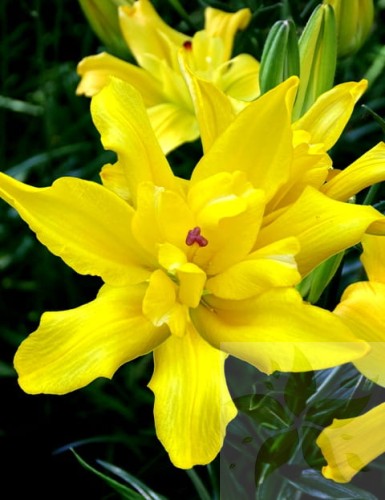 Tomos Big Lily 1.jpg