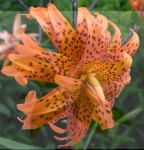 Lilia Tygrysia Pełna  Flore Pleno  18/20 