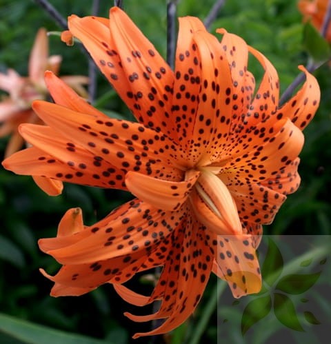 Lancifolium Flore Pleno 2 Big Lily.jpg