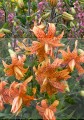 Flore Pleno Big Lili 2.jpg