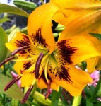 Lilia Azjatycka  Tygrysia Yellow Bruse 18/20  