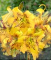 Yellow Bruse 1 Big Lily.jpg