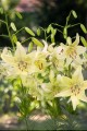 Sweet Sunderland - Big Lily 2.jpg