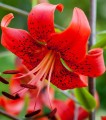 Red Life Big Lily2.jpg