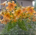 Orange Space Big Lily 2.jpg