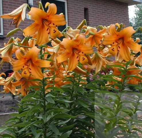 Orange Space Big Lily 2.jpg