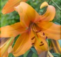 Orange Space Big Lily 1.jpg