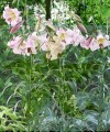 Eastern Moon Big Lily 1.jpg