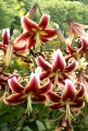 Scheherazade 1 Big Lily.jpg